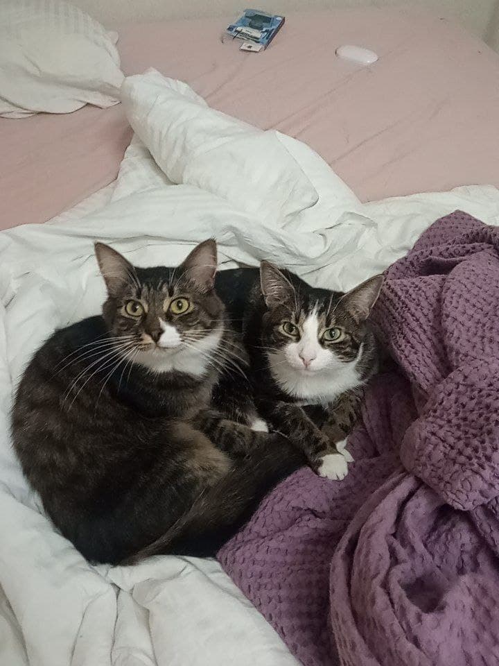 Sheavetz and Pafnuty Lvovich Chebyshev